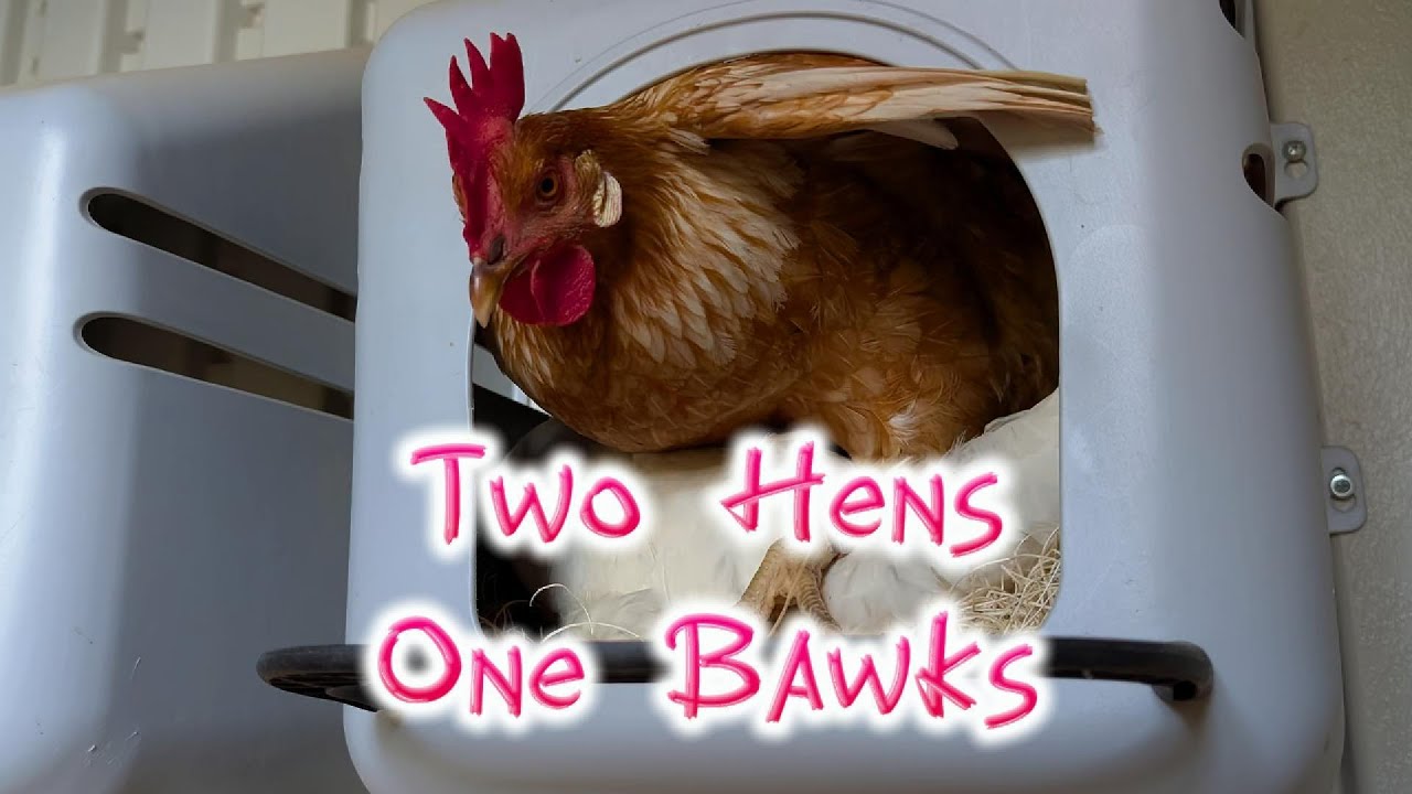 Two Hens One Bawks