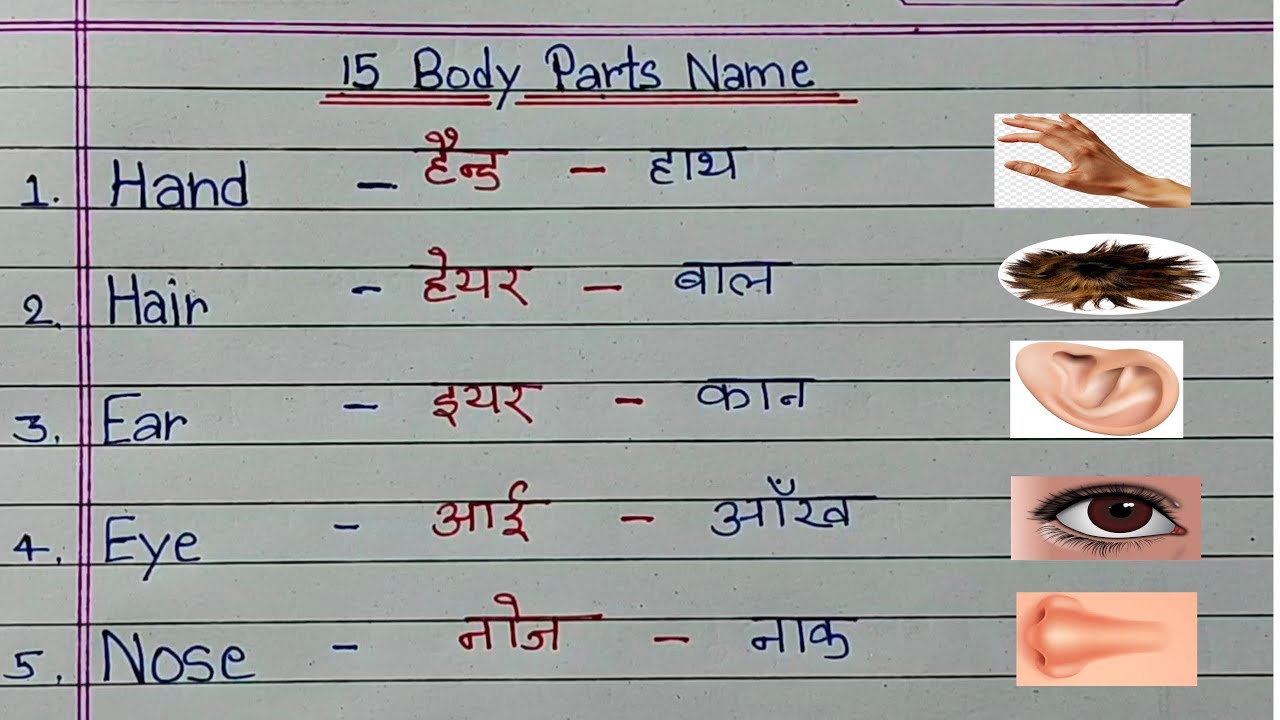 15 Body Parts Name in hindi—english | शरीर के अंगों के नाम | Human Body Parts Name in hindi—english 