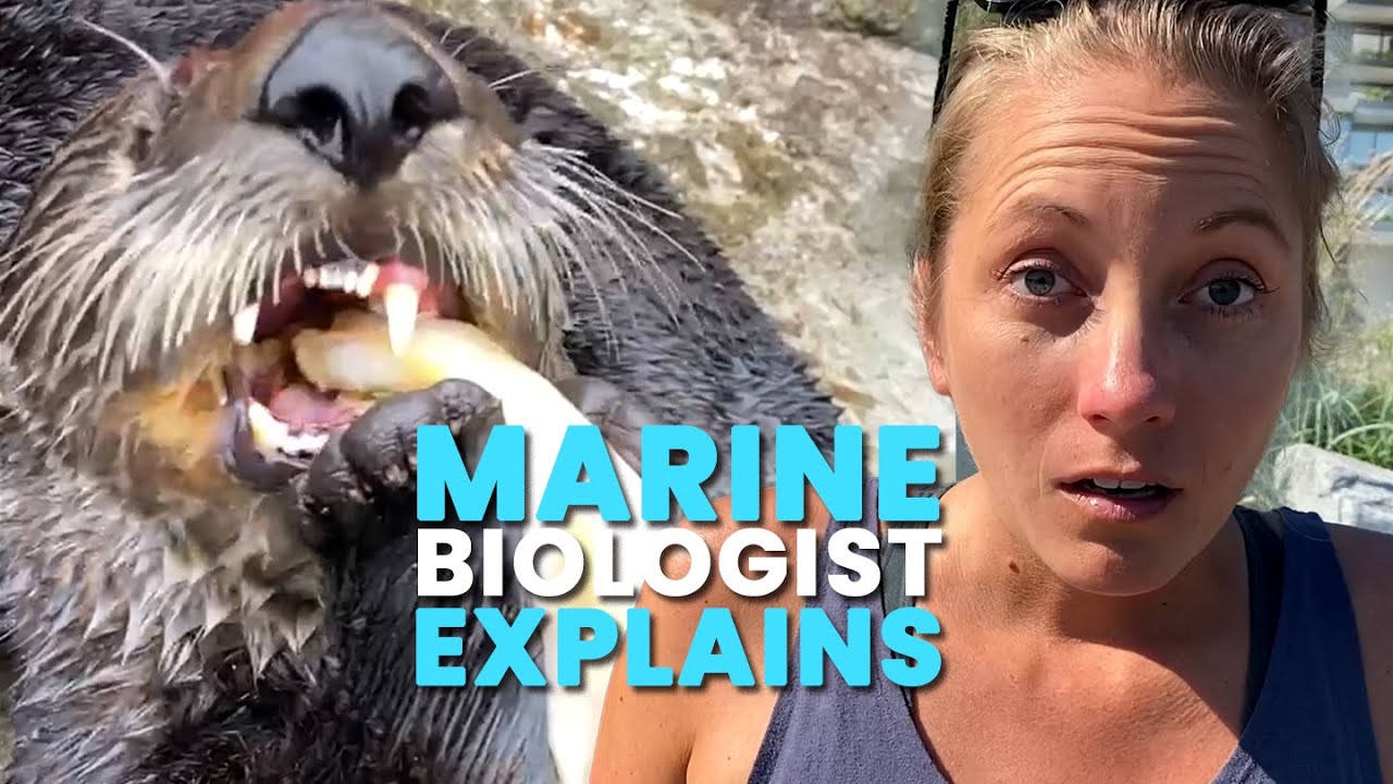 Sea Otters Are EATING Sharks? A Marine Biologist Explains!