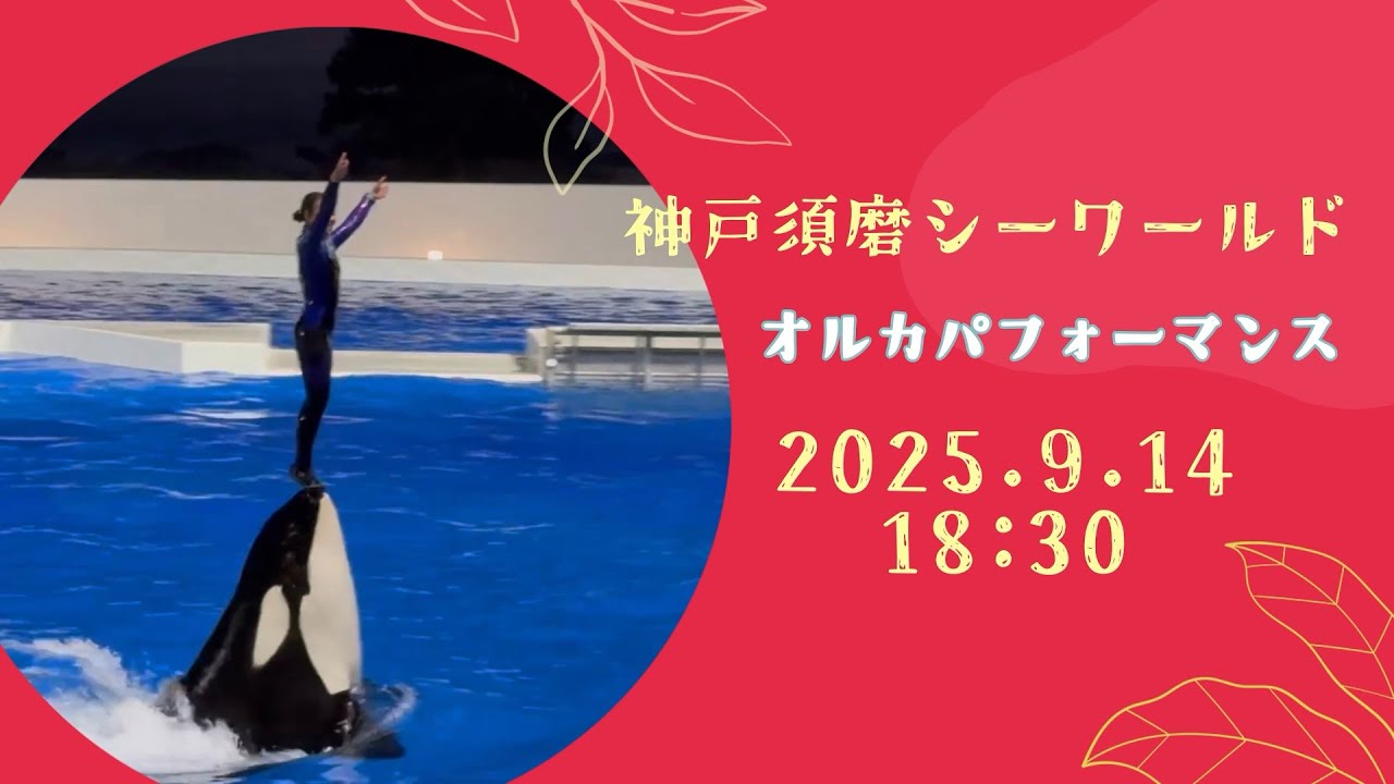 神戸須磨シーワールド　オルカパフォーマンス　2025.9.14 18:30