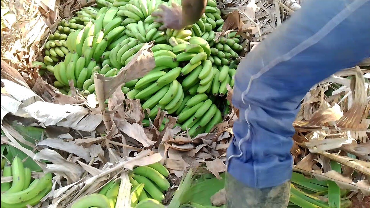 Gutara