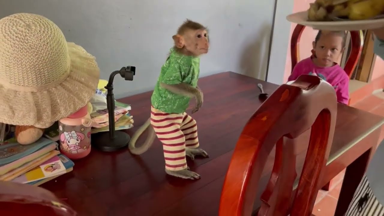 Monkey Koy standing to welcome mom preparing spoiled banana 