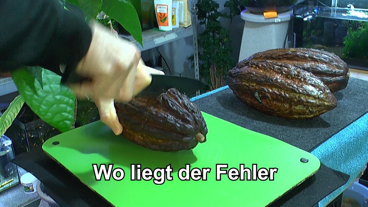 Kakao Schote Kakao Samen zur Vermehrung und warum es nicht gelingt