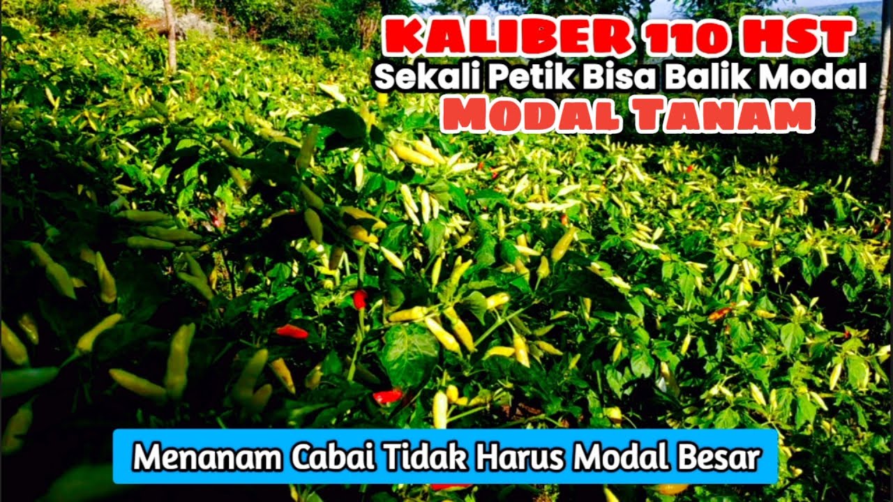 Modal Tanam Cabe Rawit Kaliber