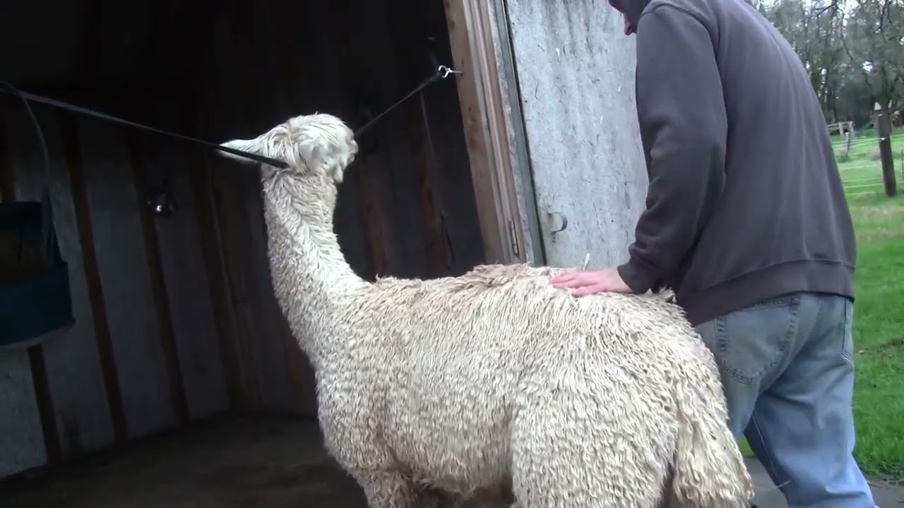 Clipping Alphas toenails.