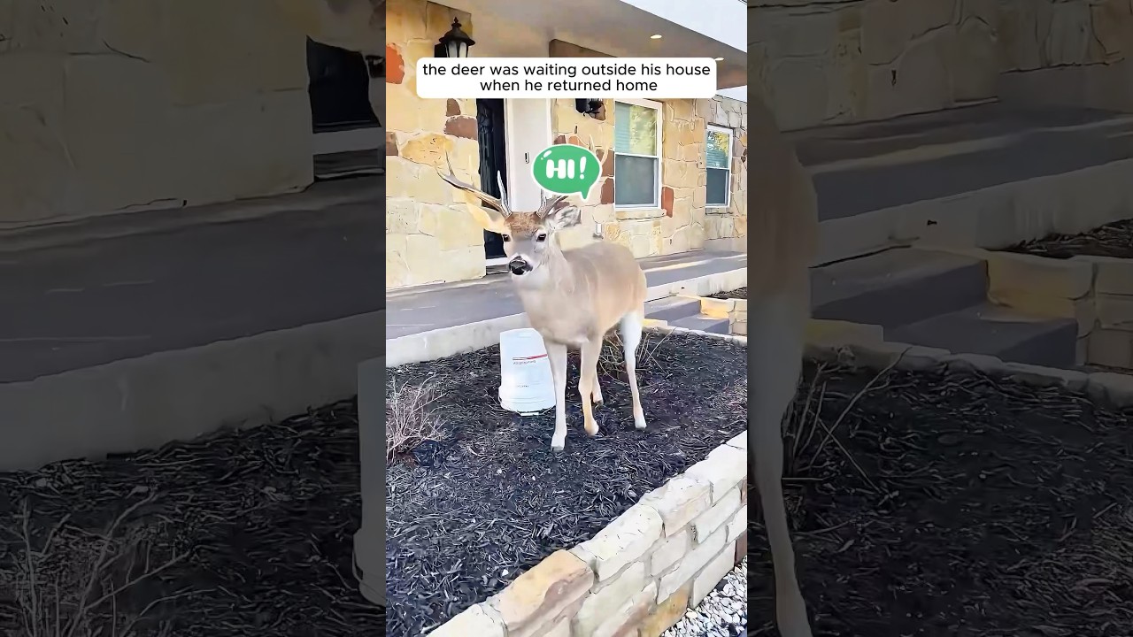 Kind people rescued a deer trapped in canal 