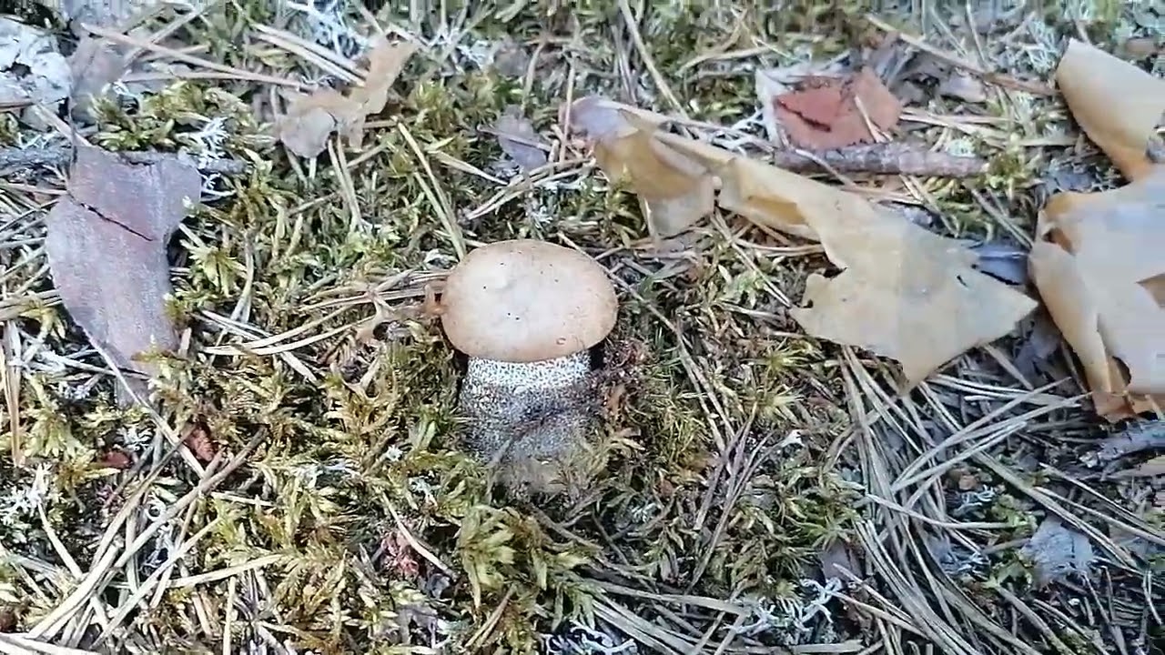 Собираем грибы (15.07.2025) 2 последняя часть. Сямозеро