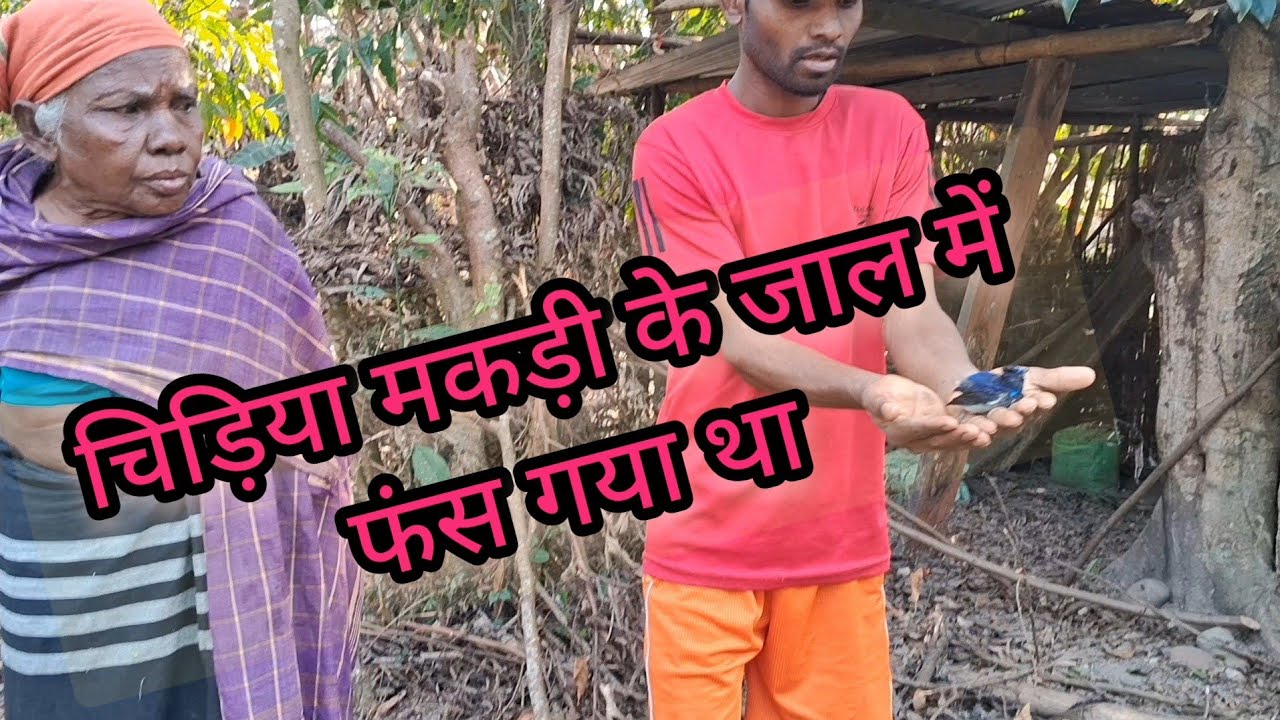 चिड़िया का बच्चा फस गया है मकड़ी के जाल में//#village #mahapaur #vlog #viral #daily #local 