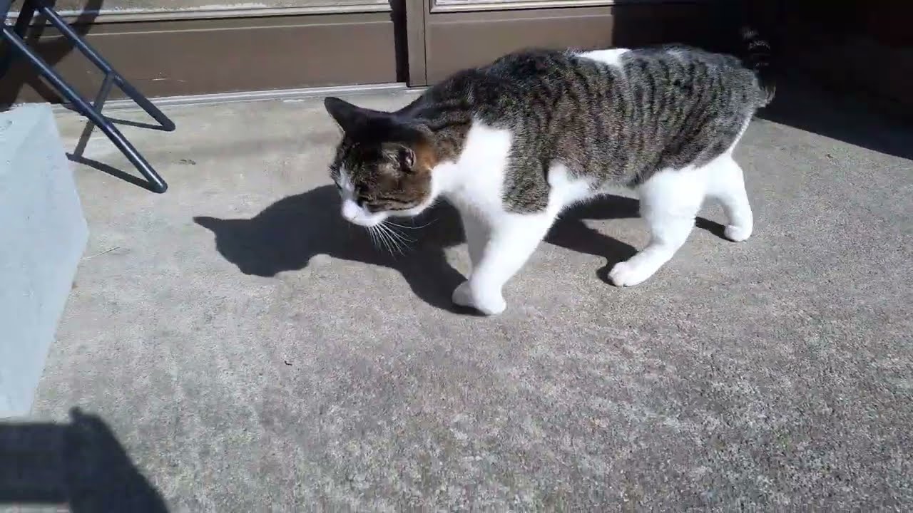 ティッシュボックスみたいなおしゃべり好きな猫がいたんですよ🙀