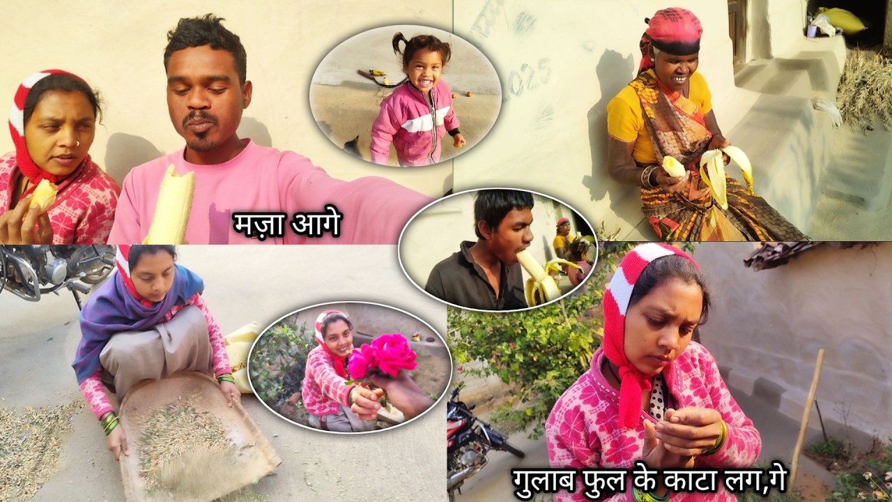 आज बड़े - बड़े केला तोड़ के खा डारेन मजा आ गे 😍 #cgvlogs #vlog