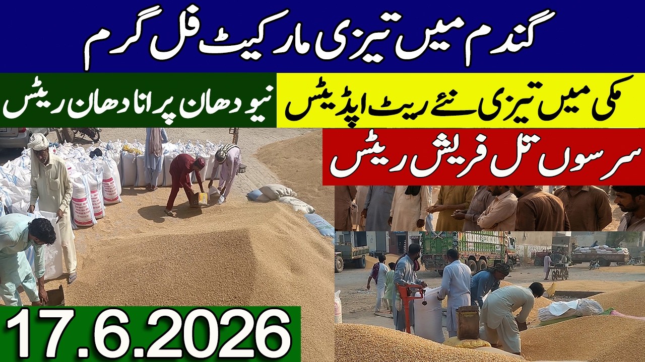 Gundan Makki Rates Today 2026 || Kapas Dhan Rates Today || Makki Ka Rate Today
