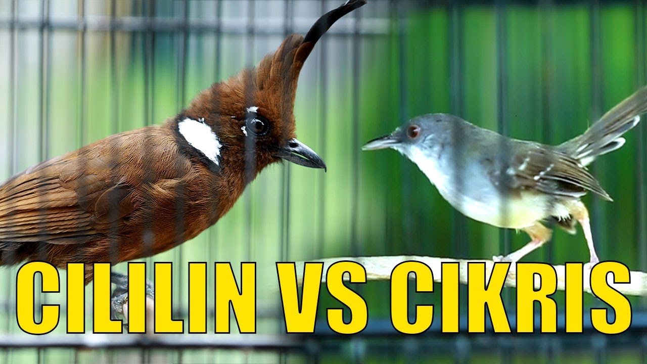 MASTERAN  CILILIN vs CIBLEK KRISTAL
