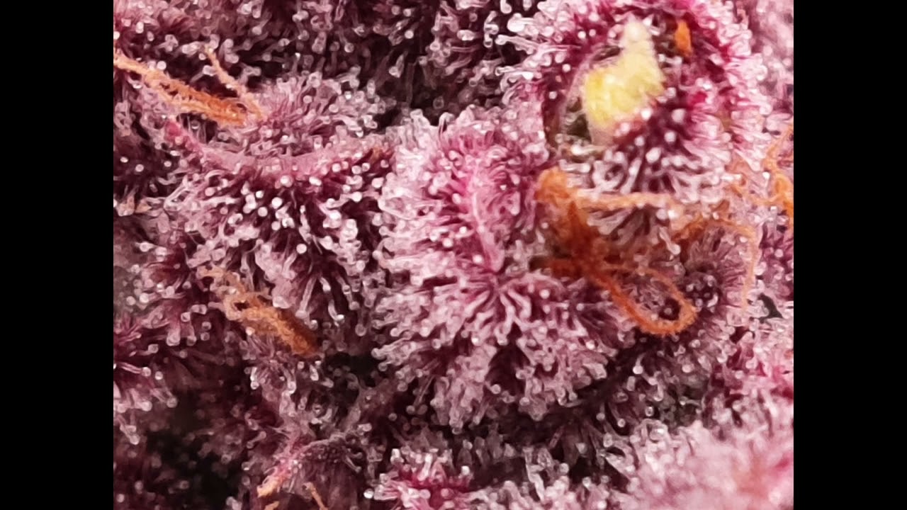 KUSHY KUSH ET RED HOT COOKIE TRICHOMES