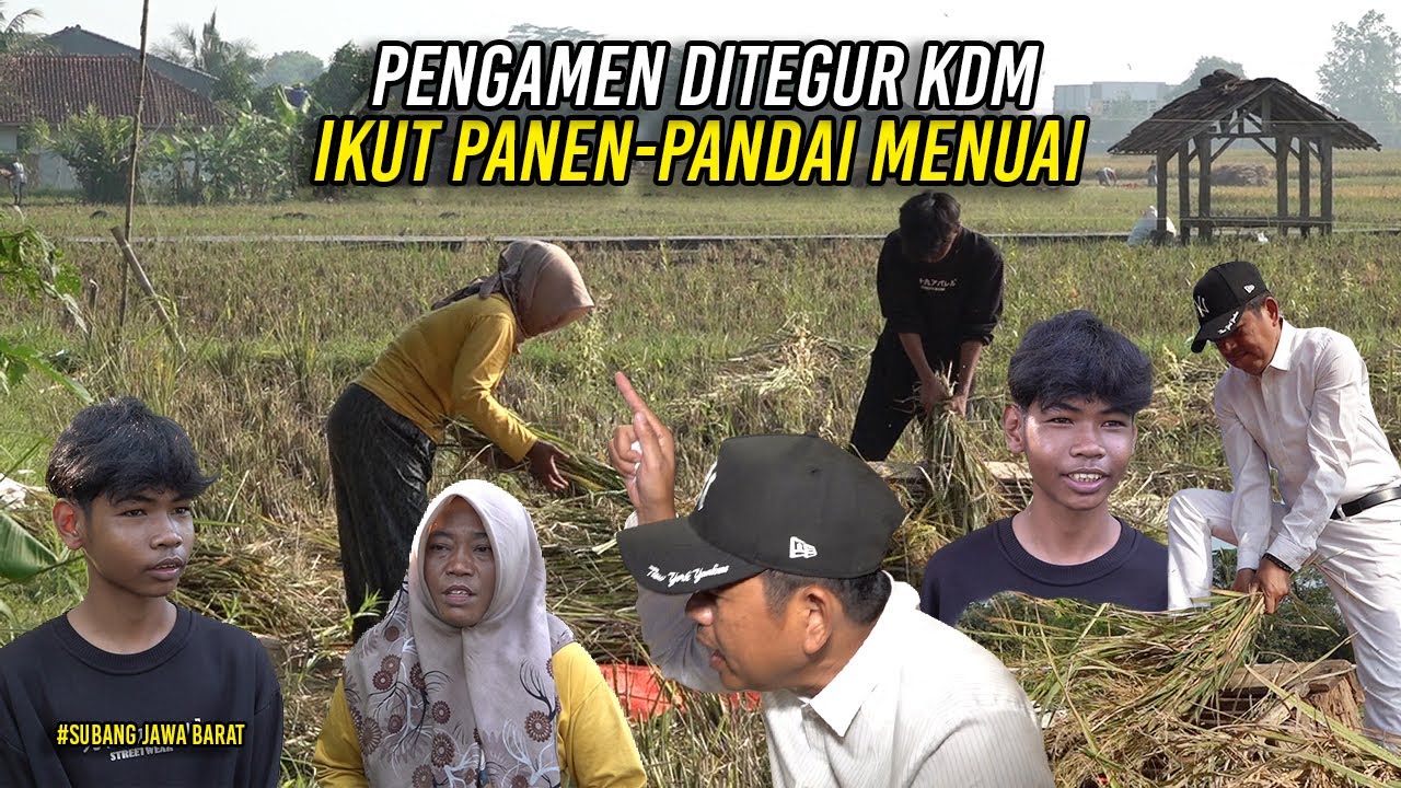 PENGAMEN YANG DITEGUR KANG DEDI DIAJAK TURUN IKUT PANEN KE SAWAH-TERNYATA PANDAI MENUAI