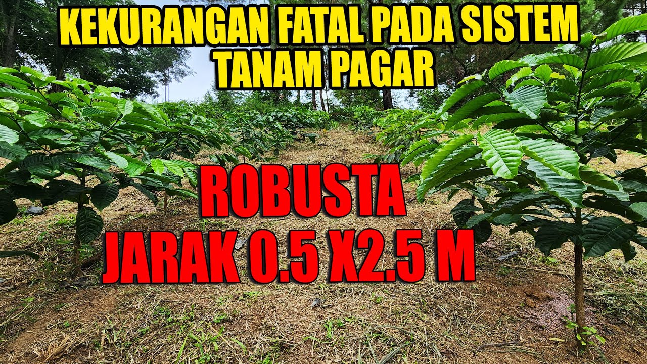HATI-HATI DALAM PENGATURAN JARAK TANAM PADA SISTEM TANAM PAGAR KOPI ROBUSTA..!! #conilon