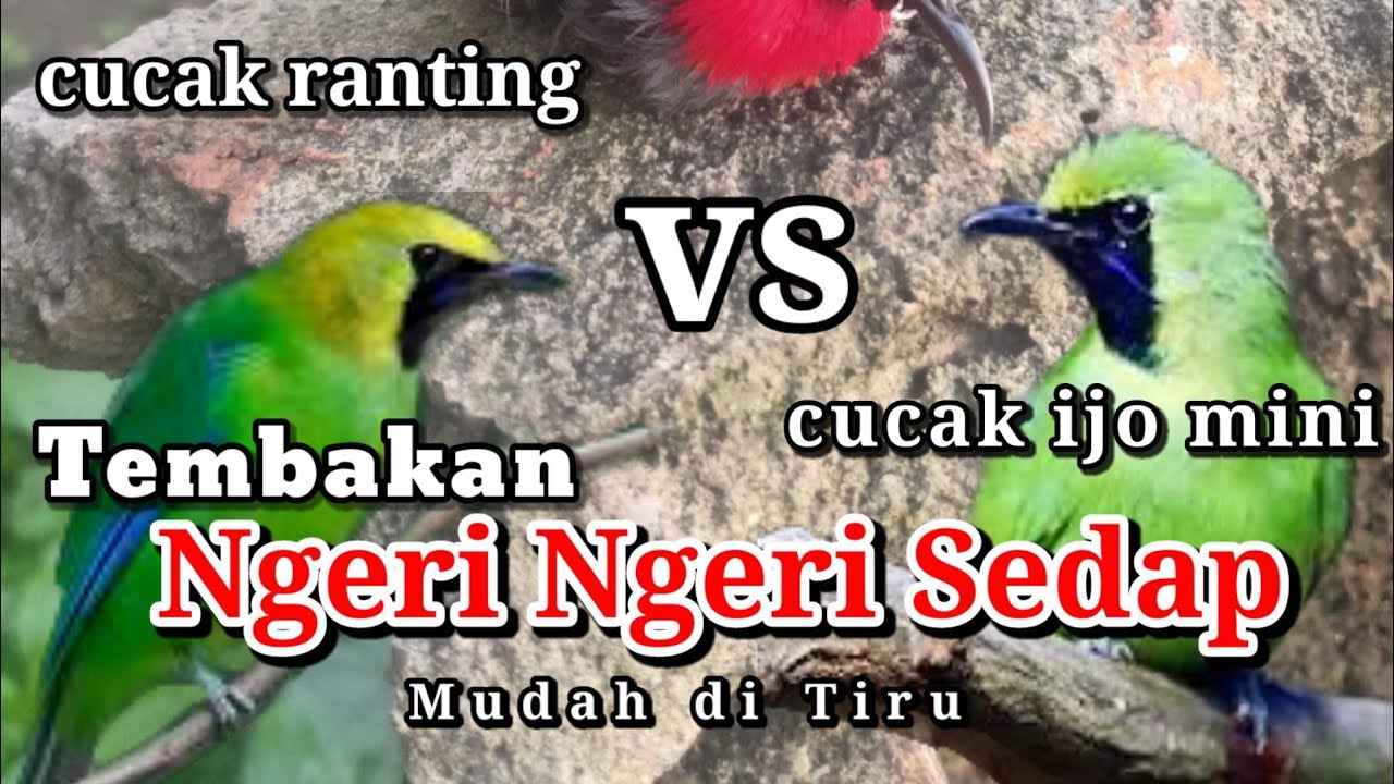 TEMBAKAN CUCAK RANTING  || CUCAK RANTING GACOR FULL ISIAN TEMBAKAN
