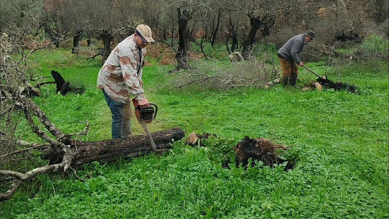 El abuelo necesita madera pa la lumbre, vamos a cortar