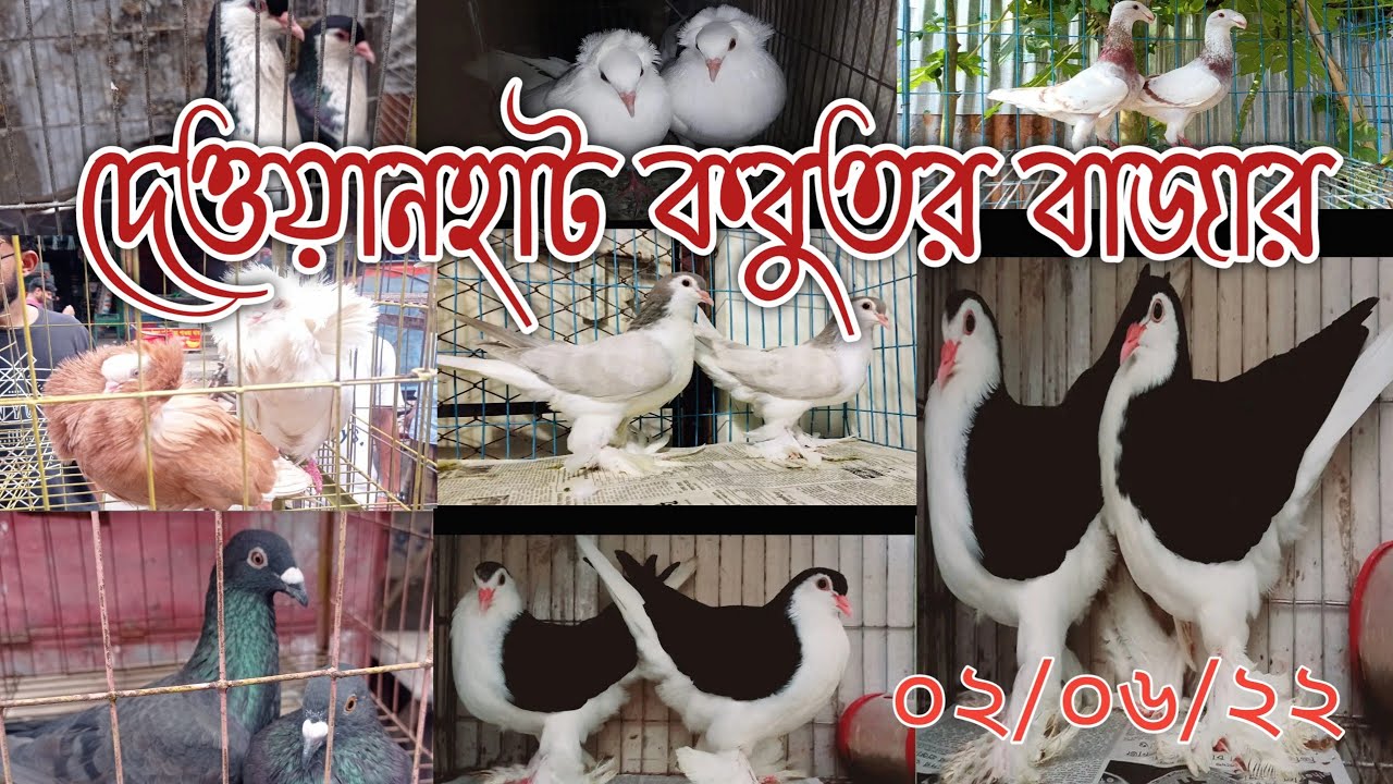 চট্টগ্রাম দেওয়ানহাট কবুতর বাজার।ডিম বাচ্চা সহ কবুতর কিনুন। chittagong pigeon market