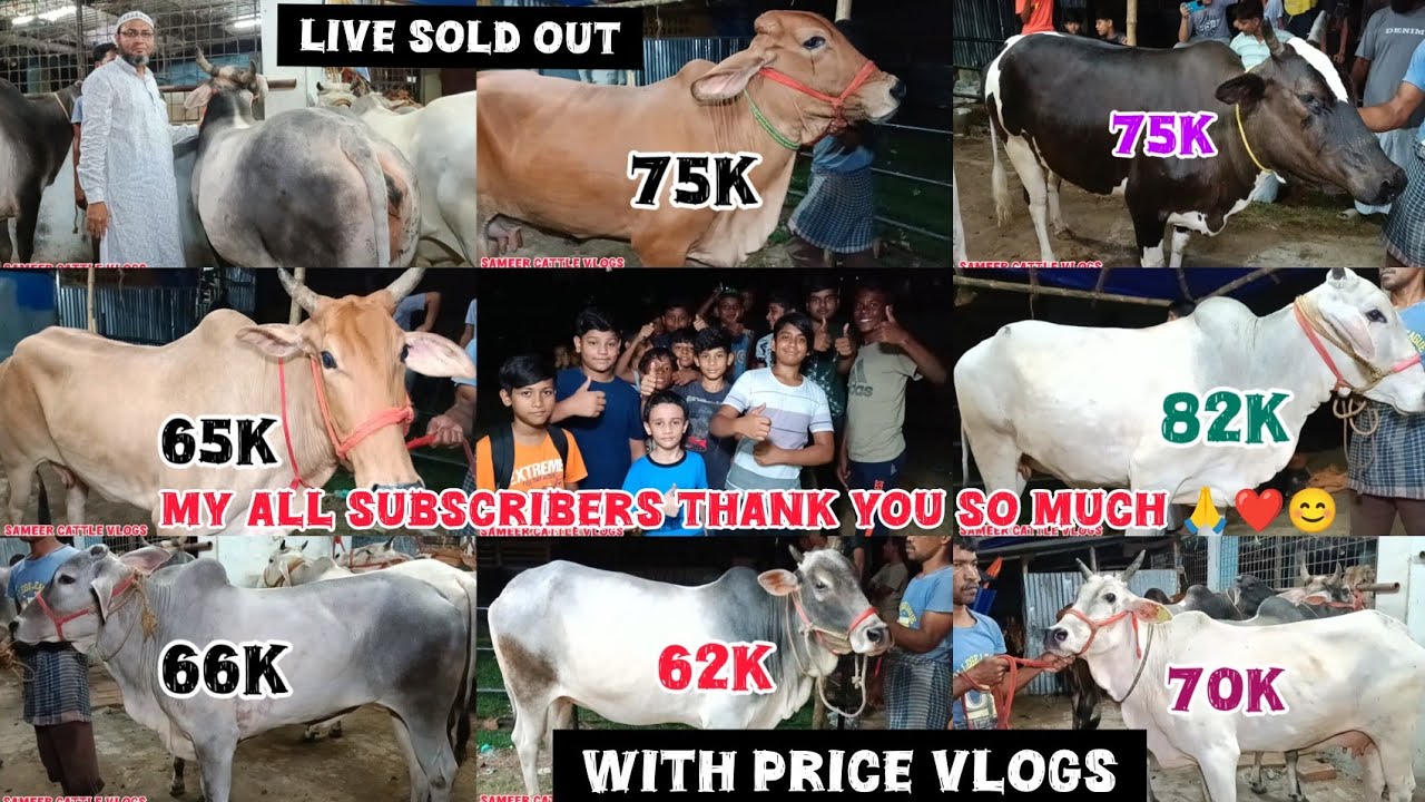 JB CATTLE FARM || MY PART- 2 VLOGS MEDIUM RANGE COW WITH PRICE VIDEO METIABRUZ || Kolkata Cow2025