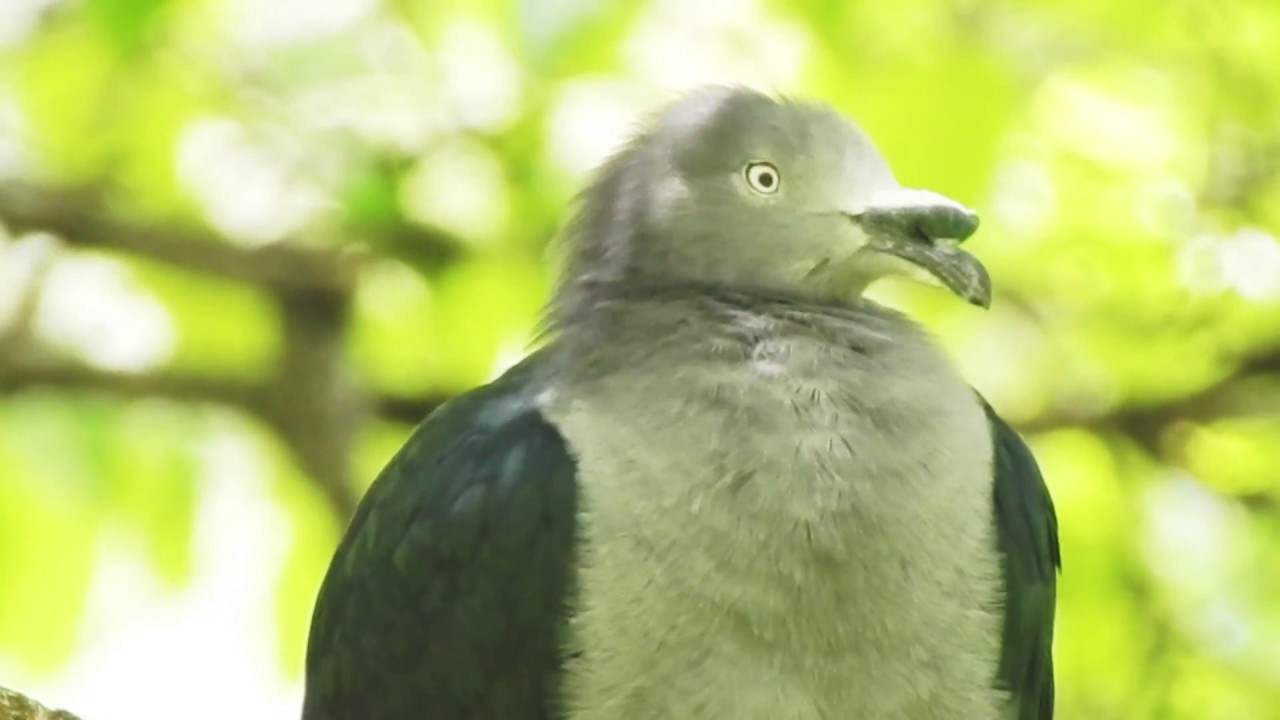 Oiseaux endemiques de Polynésie