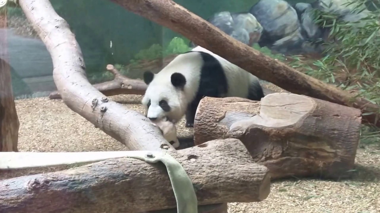 Atlanta zoo -- baby pandas -- too cute!