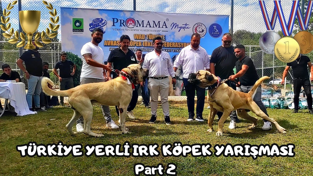 TÜRKİYE KANGAL VE AKSARAY MALAKLISI YERLİ IRK ÇOBAN KÖPEĞİ YARIŞMASI PART2