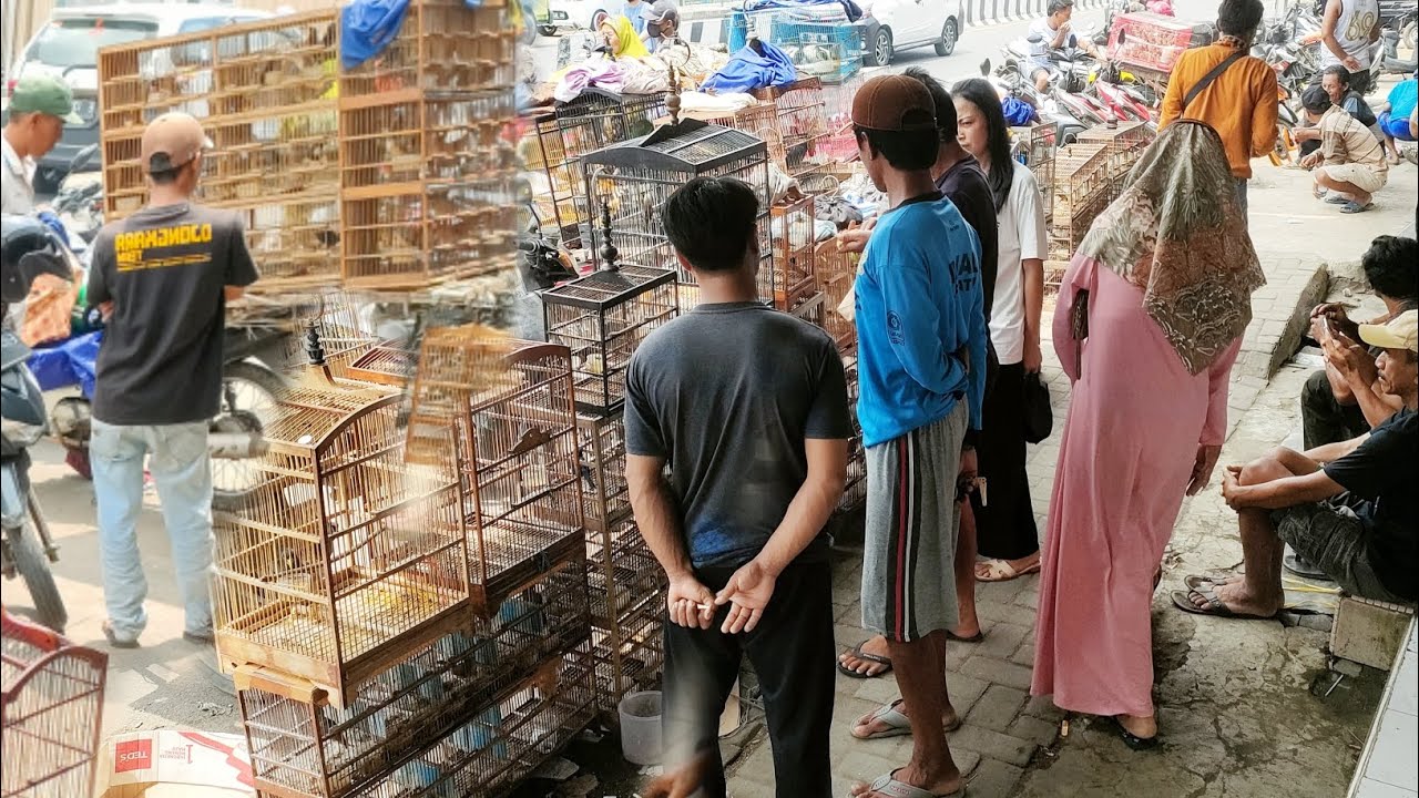 CUMAN PEDAGANG KELILING TAPI SETOK BURUNG NYA MEWAH²
