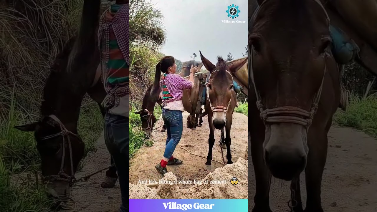 These Mules are the HARDEST Workers on the Planet! 💪 And the People are Even Tougher! #construction