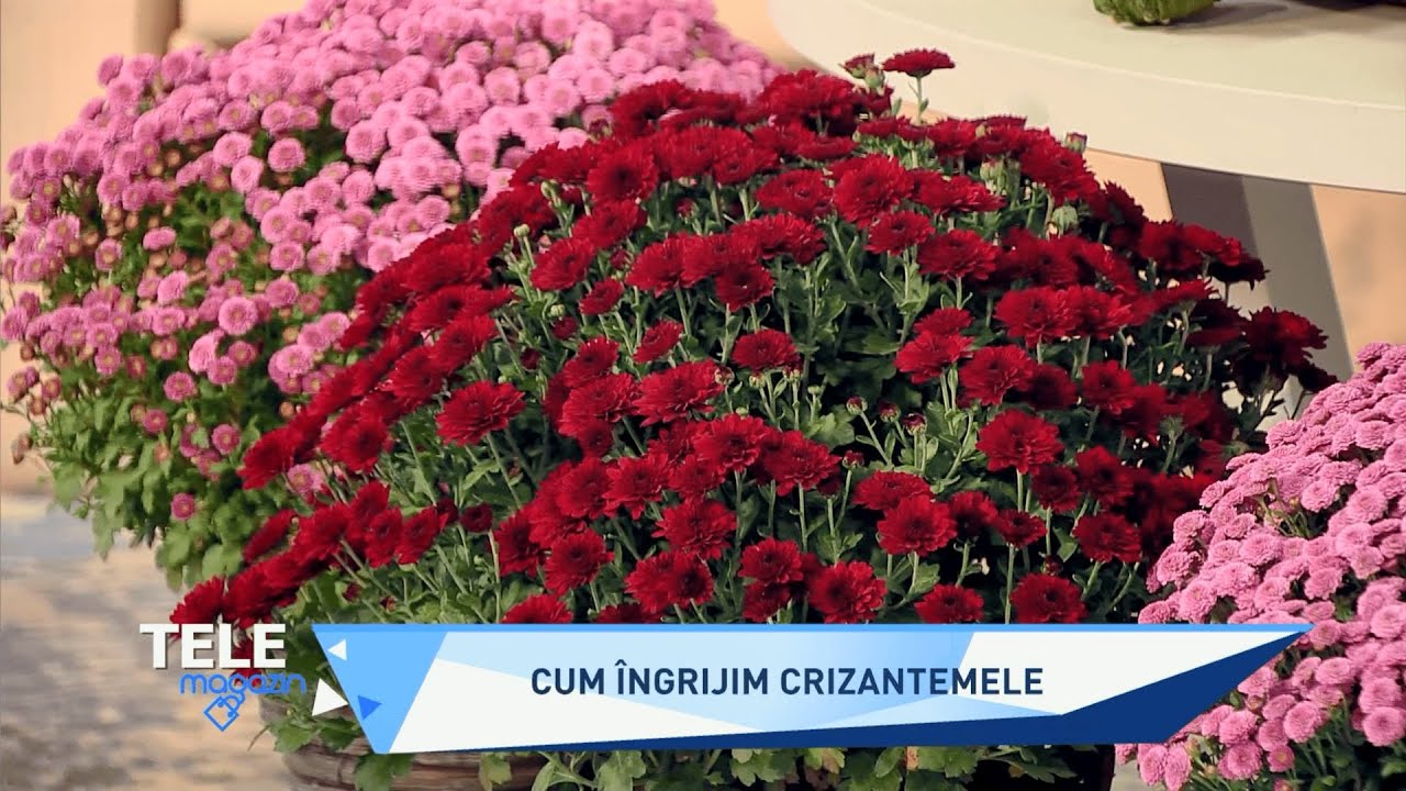 Crizantemele: ghid de îngrijire şi sfaturi utile pentru a te bucura de frumuseţea lor 🤩