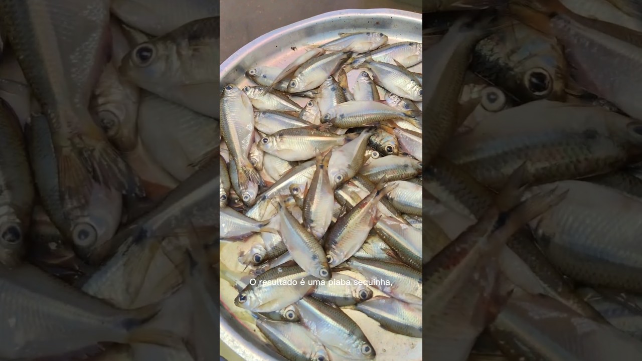 piaba frita😋😋😋😋😋