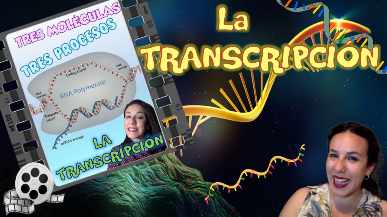 Transcripción del ADN - Bio[ESO]sfera - Biología