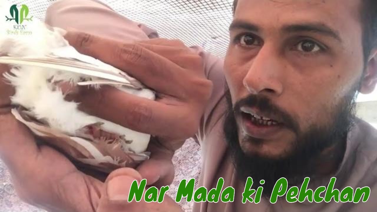 Nar Mada ki Pehchan Kabootar Main how to identify pigeon gender