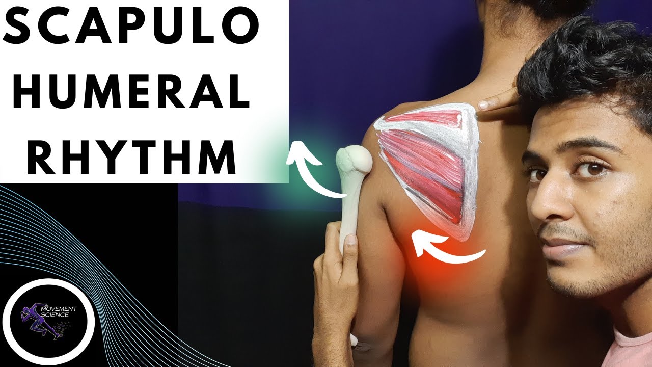 INTEGRATED FUNCTION OF SHOULDER JOINT COMPLEX (SHOULDER COMPLEX BIOMECHANICS)Physiotherapy Tutorials