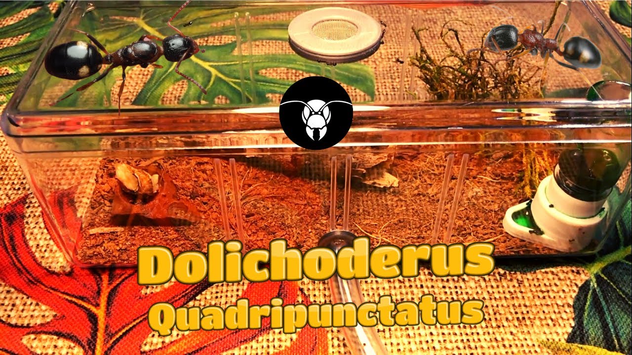 Dolichoderus Quadripunctatus Kolonisinin Yeni Outworldü / EgzotikHobi Kanalı