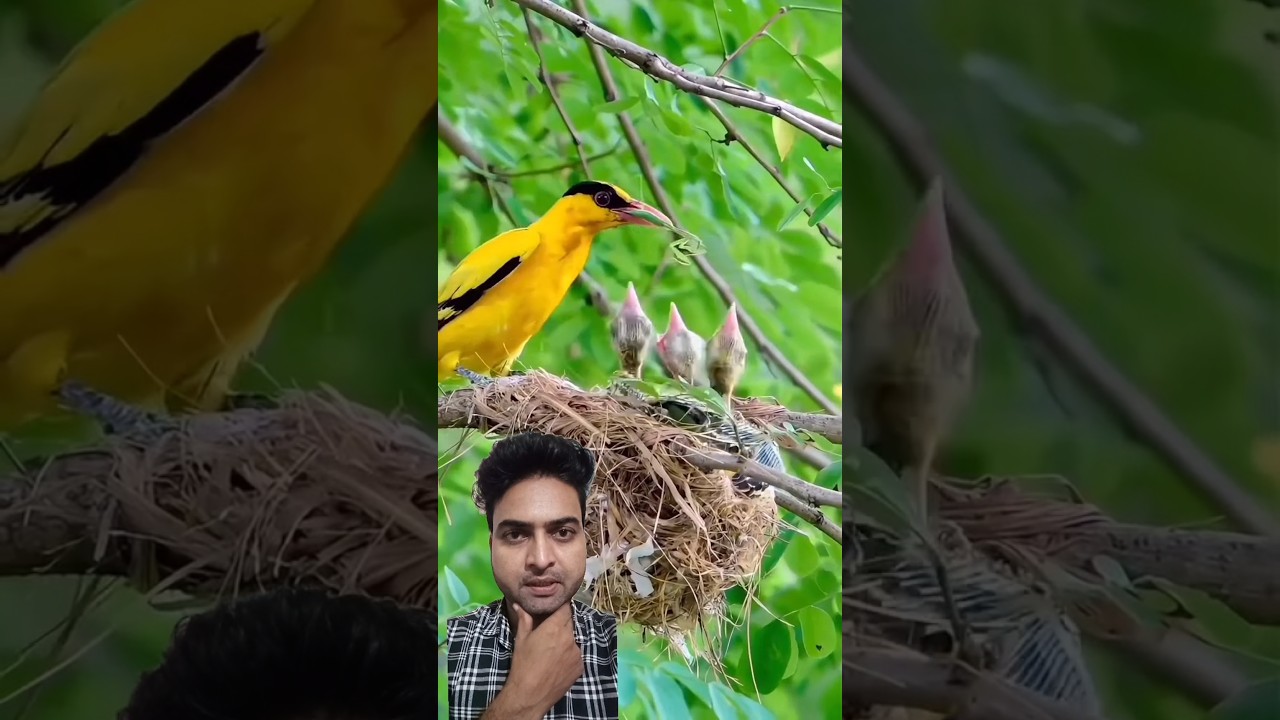 #love #song #birds #nature