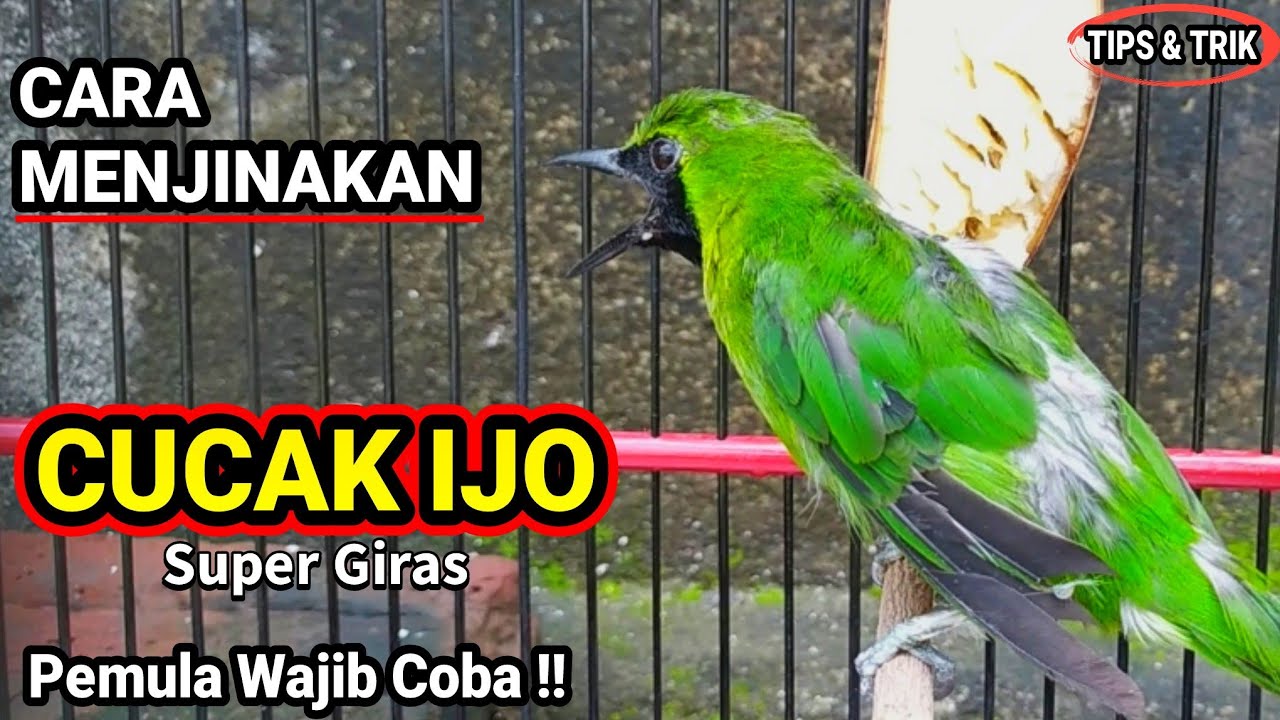 Cara Menjinakan Burung Cucak Ijo Bahan Hasil Tangkapan Hutan 🐦