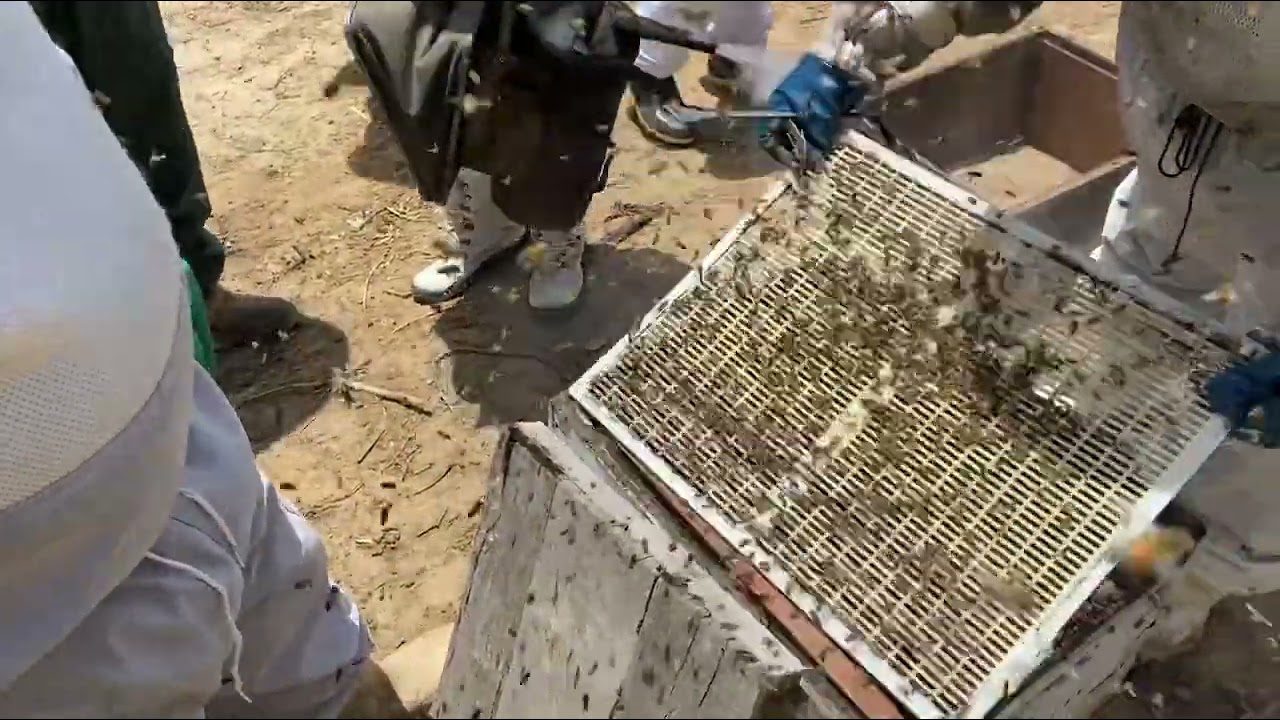 Vídeo 02: Como Produzir Cera de Abelhas