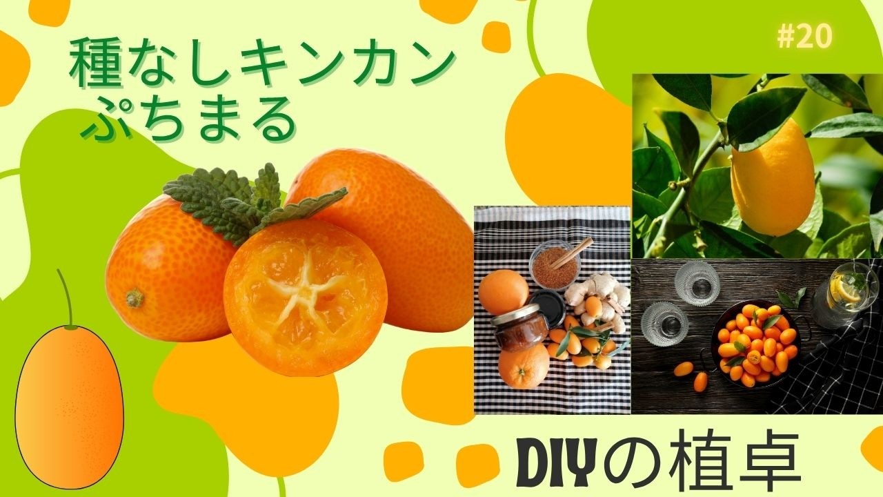 #20 【種なし金柑　ぷちまる】　実が付くのが早いかYouTubeを辞めるのが早いか？どっちなんだい？