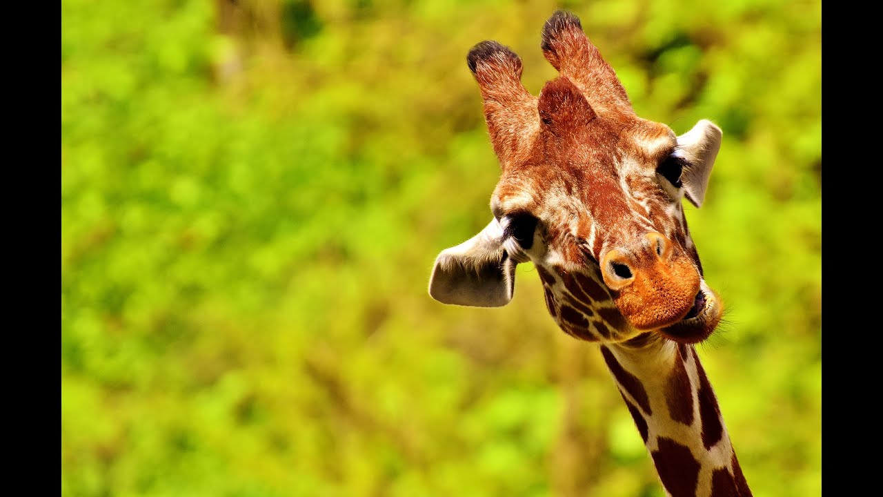 A documentary about a giraffe / interesting facts