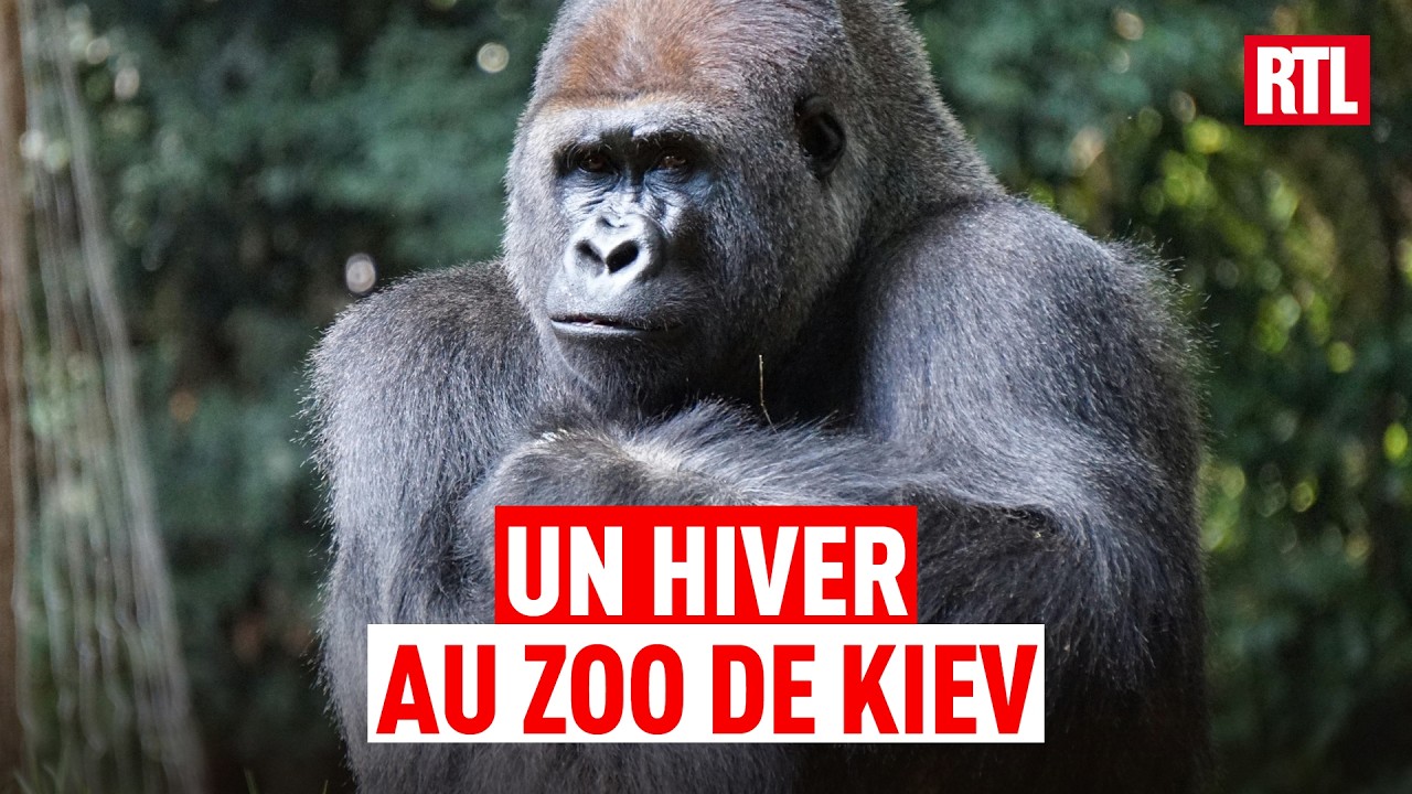 Le zoo de Kiev reste ouvert malgré la guerre