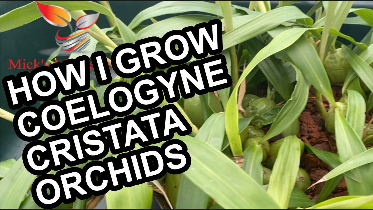 How to grow Coelogyne Cristata Orchid (86)