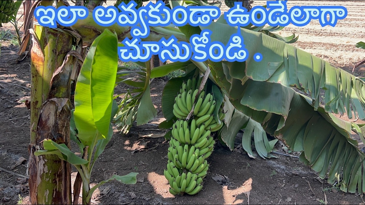 అసలు నిర్లక్ష్యం చేయకండి , ఇలా జరగకుండా చూసుకోండి .#trending #banana