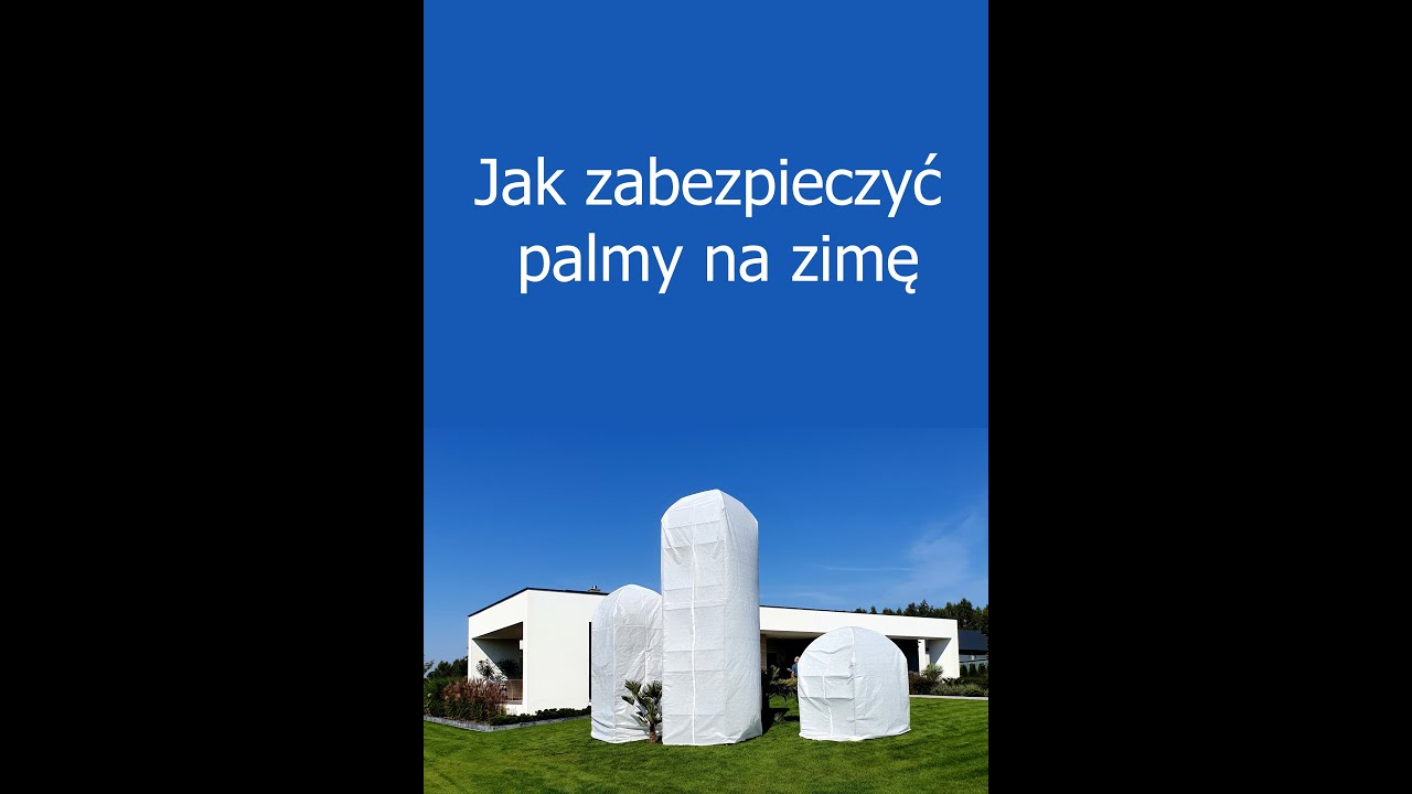 Jak zabezpieczyć palmy na zimę