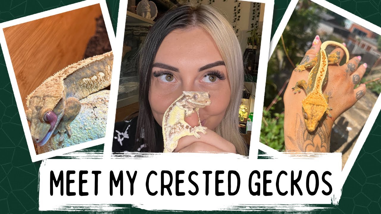 ALL MY CRESTED GECKOS (25+ GECKOS)
