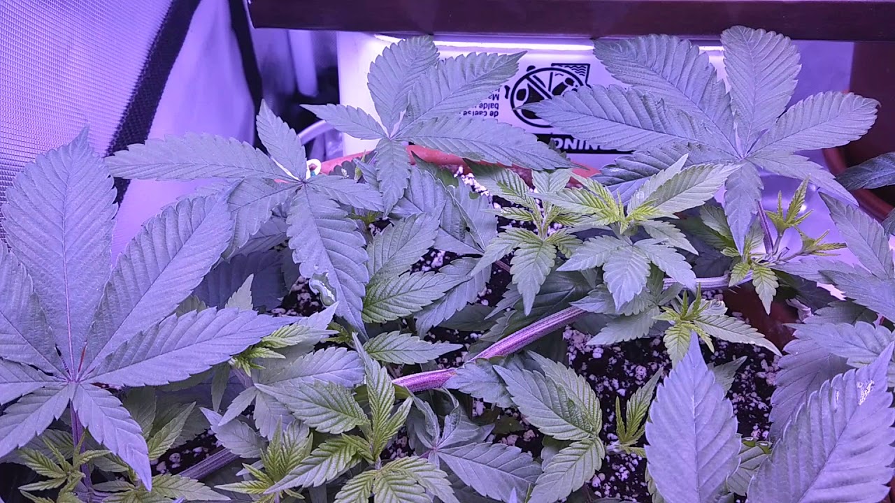 SovietStoner : Grow Journal - 