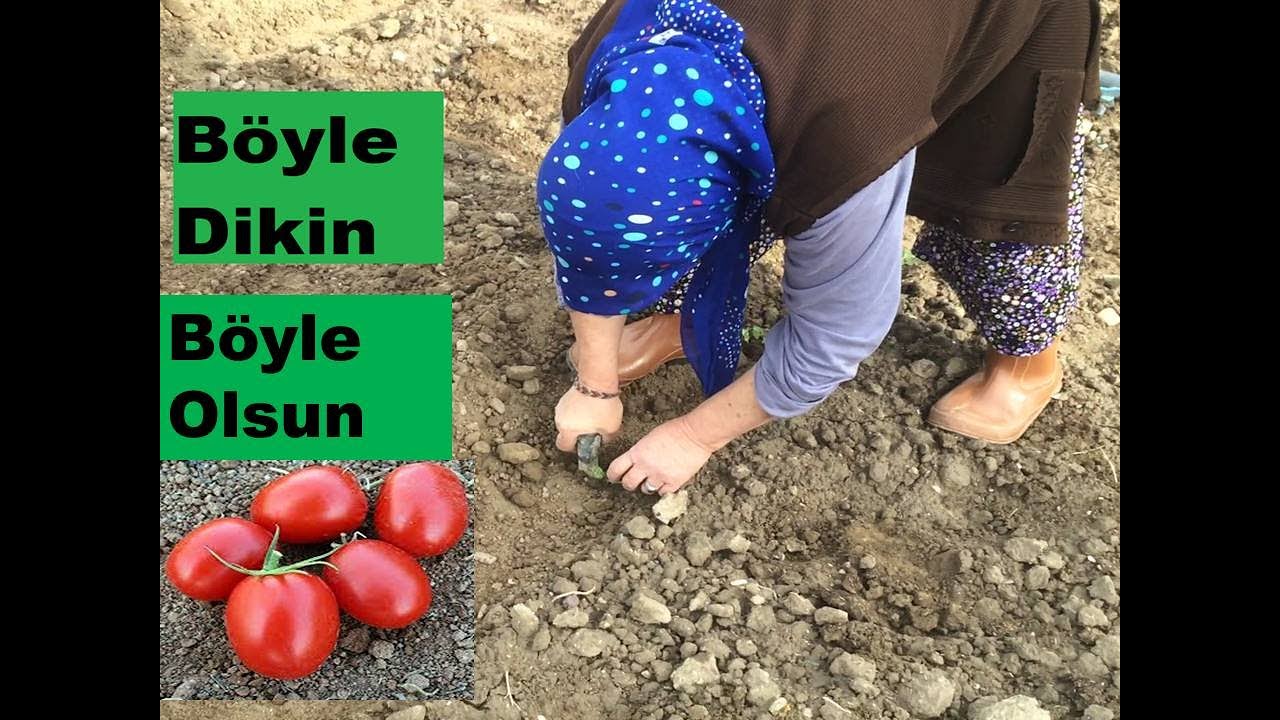 Domates Nasıl Dikilir? Domatesi Böyle Dikerseniz  İki Kat Verim Alırsınız.