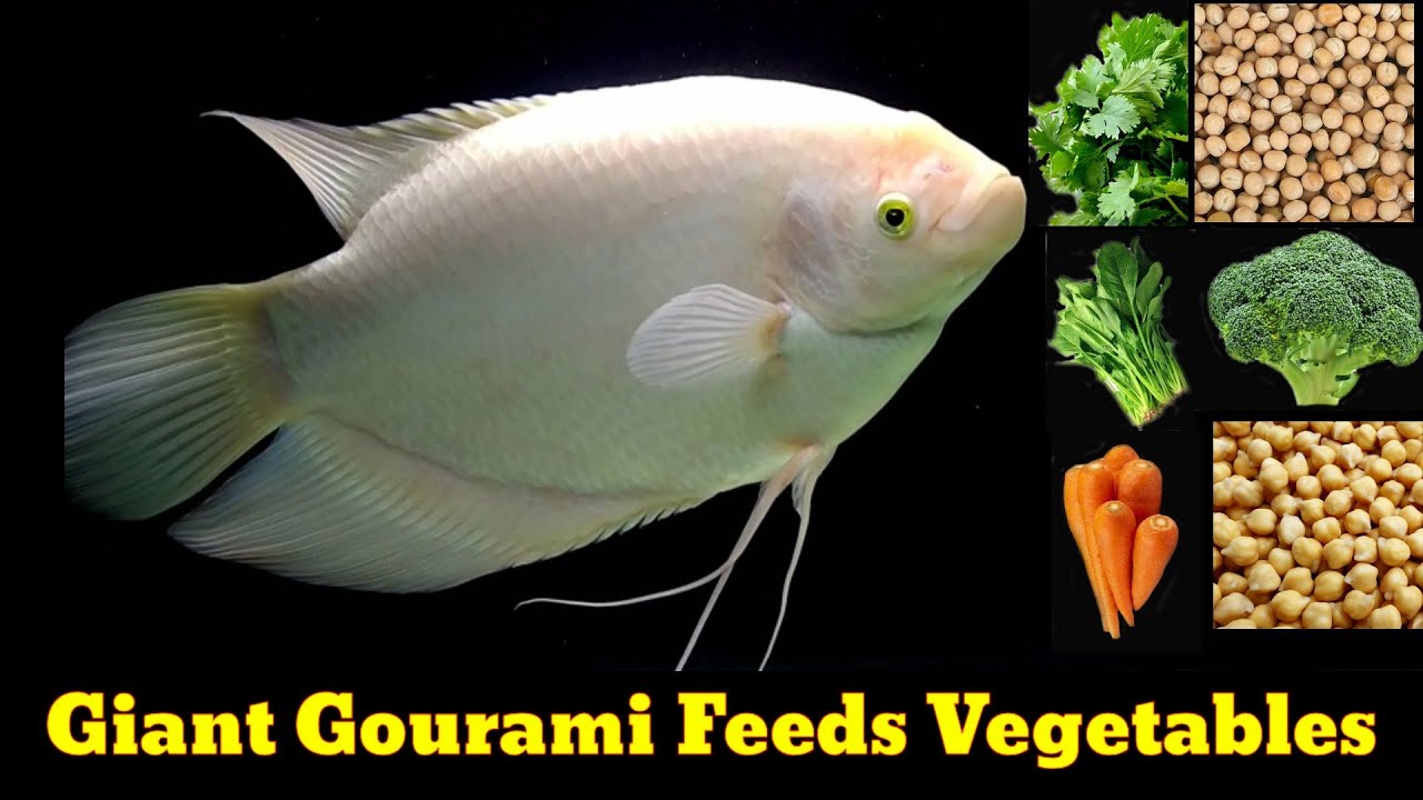 Giant Gourami Feeds Veggies | Giant Gourami Feeding