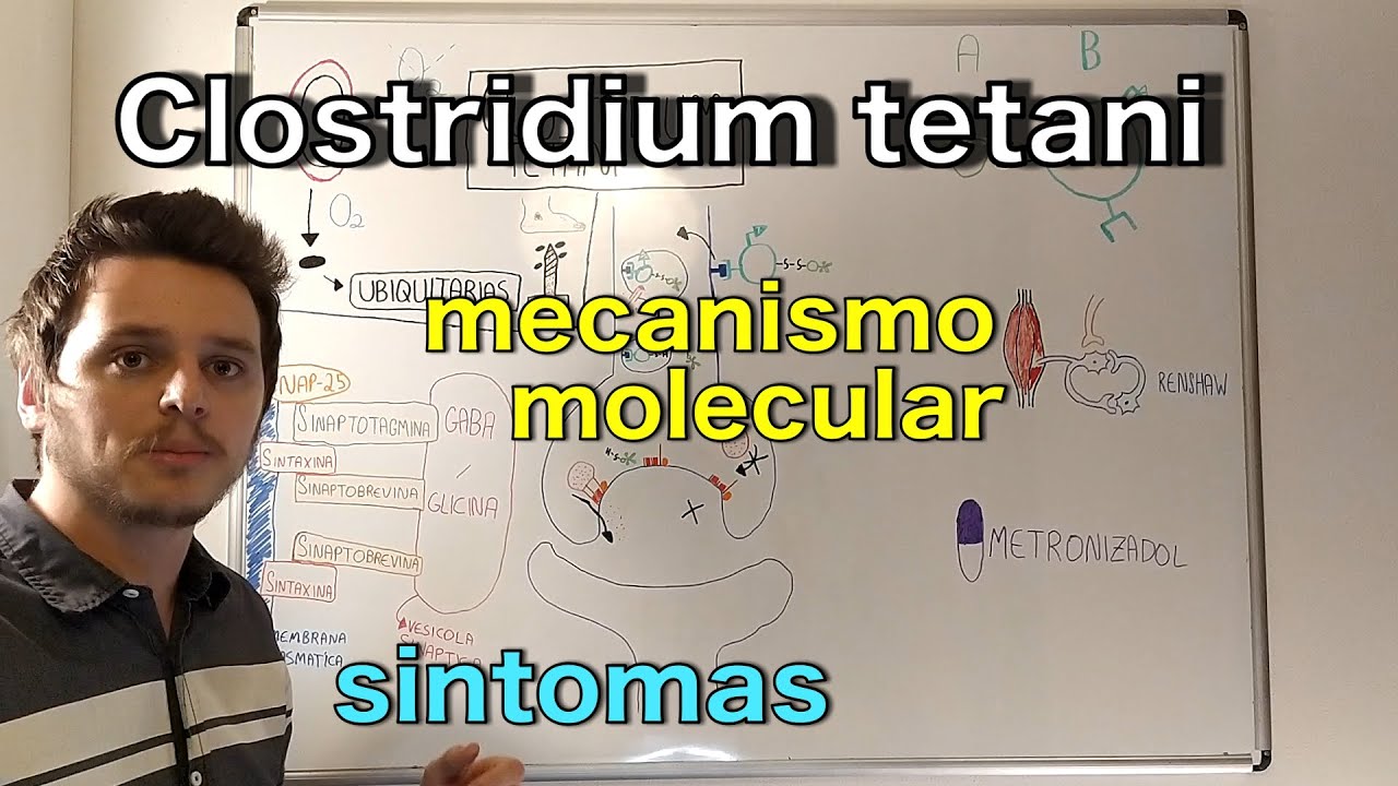 Clostridium tetani | Curso de bacteriologia | Medicina passo a passo