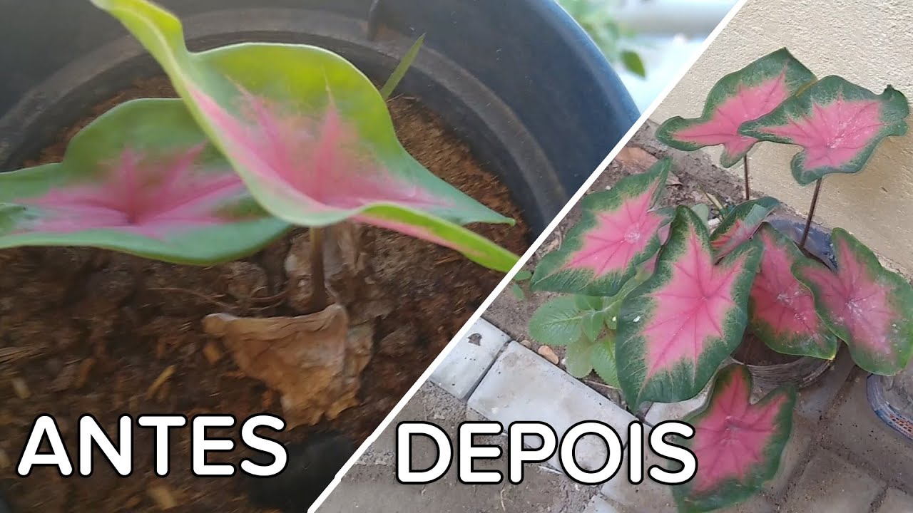 COMO FAZER PARA A CALADIUM CRESCER AS FOLHAS?