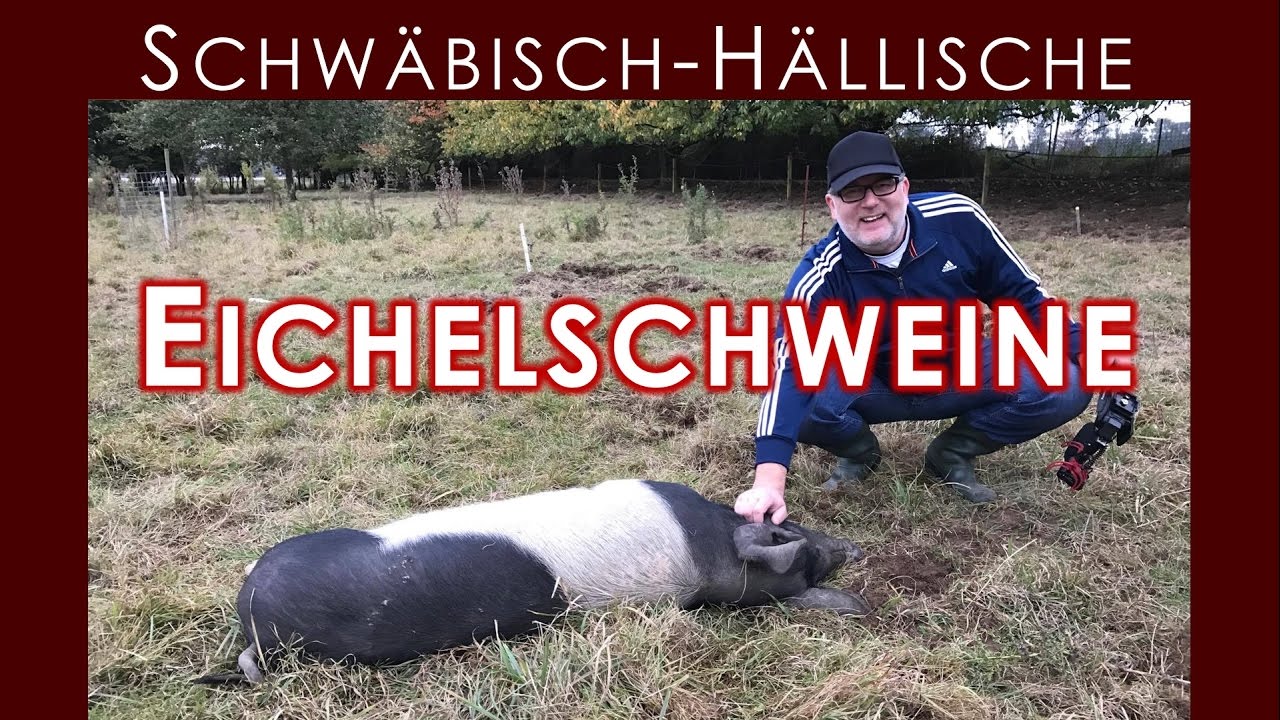 Schwäbisch-Hällische Eichelschweine | BBQ & Grill | Rurtalgriller on Tour | 90 |